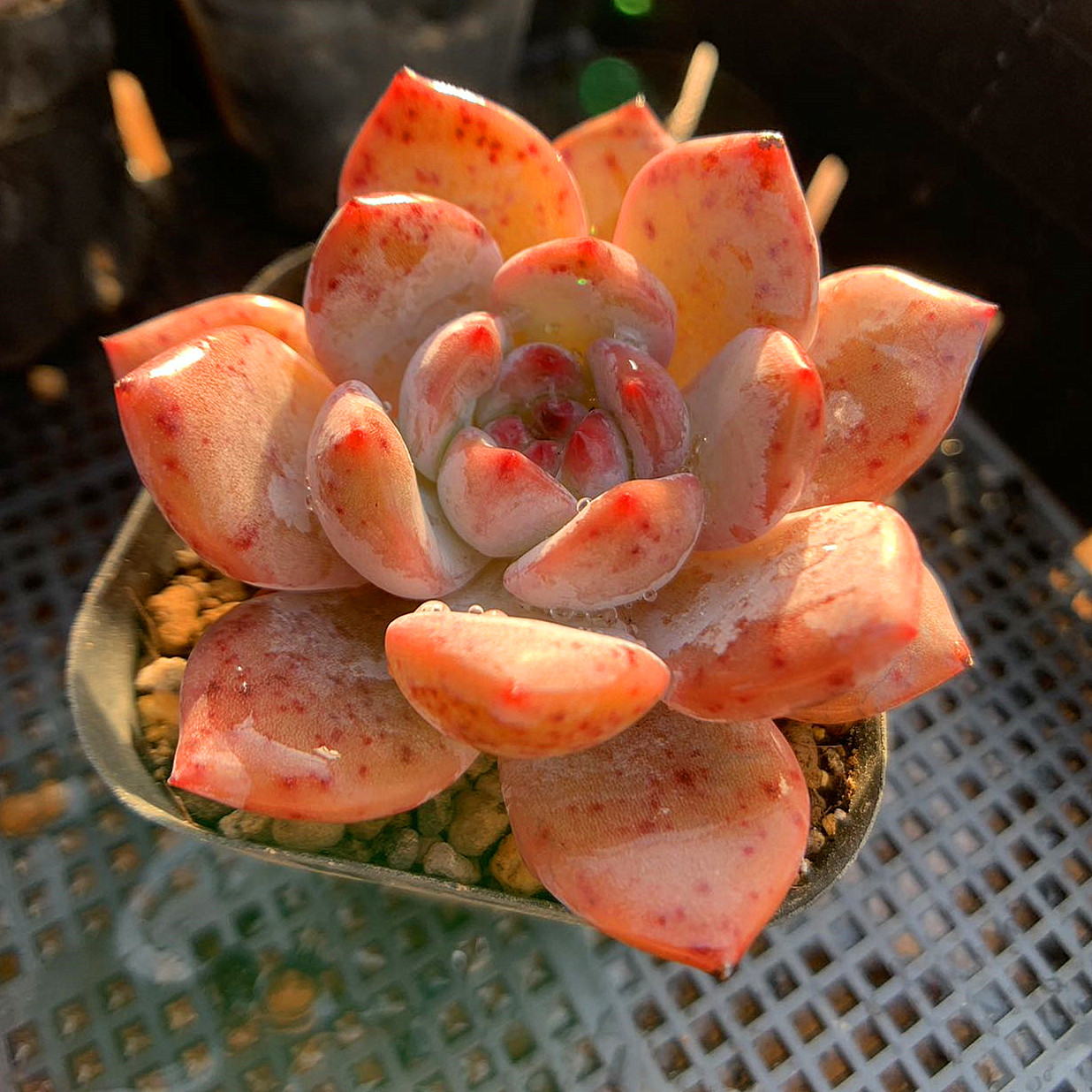  agriculture . direct sale succulent plant ....ekebe rear . orange Monroe beautiful seedling rare pulling out seedling decorative plant interior many meat speciality VERVE
