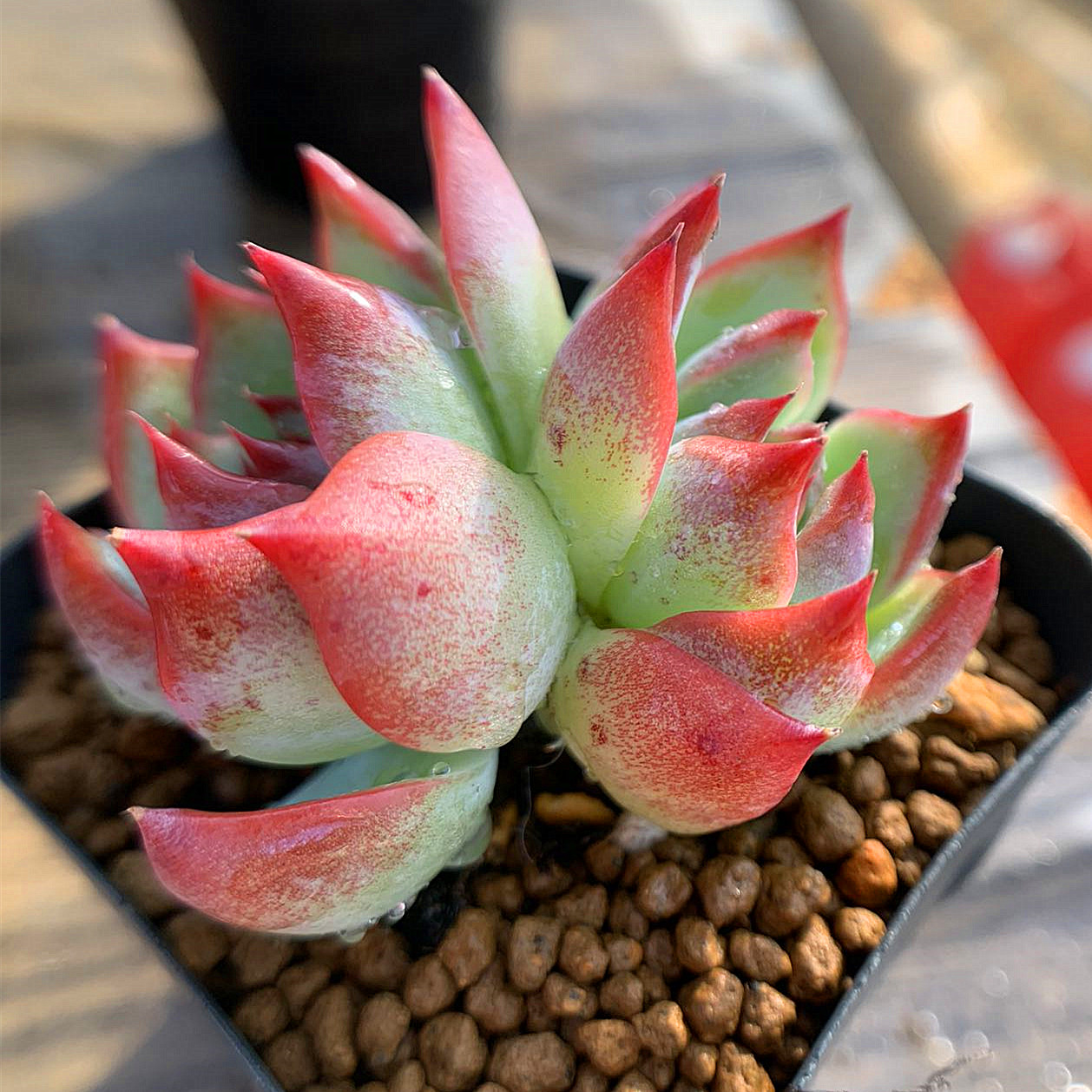  agriculture . direct sale succulent plant ....ekebe rear . chihuahua ensis(2 head ) pulling out seedling decorative plant interior many meat speciality VERVE