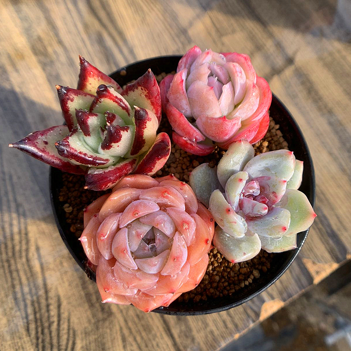  click post free shipping .... trial set plus beginner oriented DIY original earth, Mini spade entering ekebe rear . Point .. succulent plant many meat speciality verve