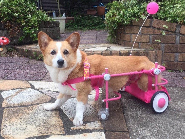  option front wheel body another dog. wheelchair for 4 wheel wheelchair pair . power. no one Chan .