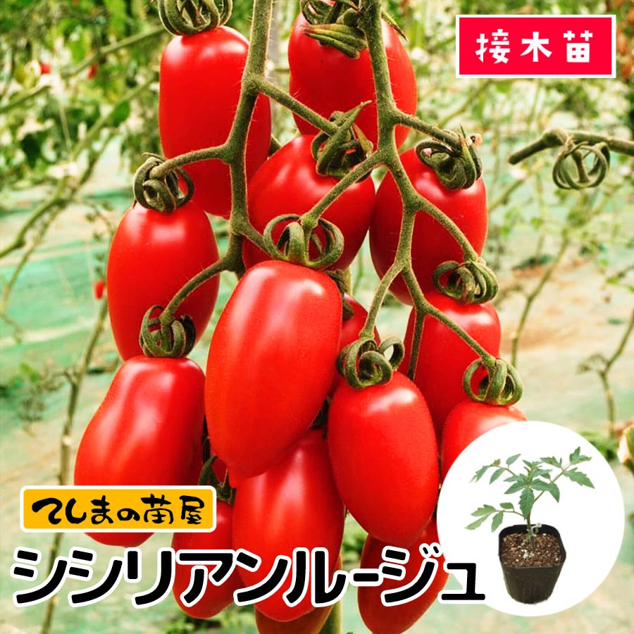 てしまの苗 トマト苗 シシリアンルージュ 断根接木苗 野菜苗 9cmポット人気野菜苗 :tomato-shishiri-9:てしまの苗屋 通販 シシリアンルージュ