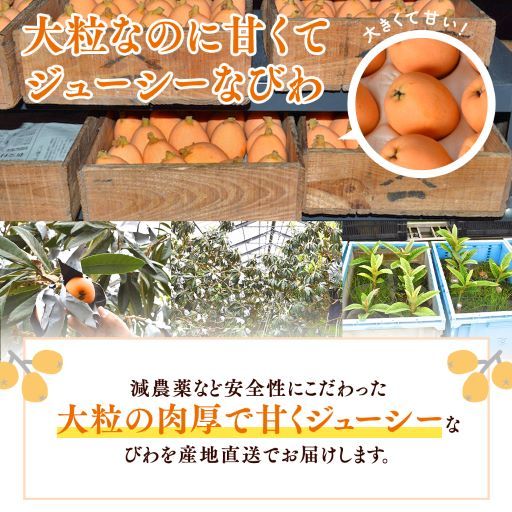  loquat .. loquat 3L~4L size 12 bead vanity case entering Imperial Family . on. results Chiba prefecture south . total production Father's day gift 
