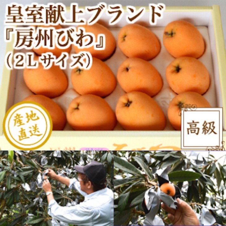  loquat fruit fruits Imperial Family . on. quality .. loquat gift large grain size 12~15 bead entering vanity case Chiba prefecture .. production free shipping direct delivery from producing area 