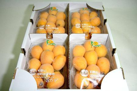  Tamura loquat 2L size 32 piece rom and rear (before and after) 4 pack entering approximately 1.7kg Wakayama production Arita |... tree ..... cotton plant .. loquat the first summer. fruit 