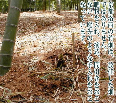 . morning .. capital bamboo shoots approximately 4kg 4~10ps.@ rom and rear (before and after) rice .. present economical Kyoto west mountain production | spring capital ... bamboo. .takenoko