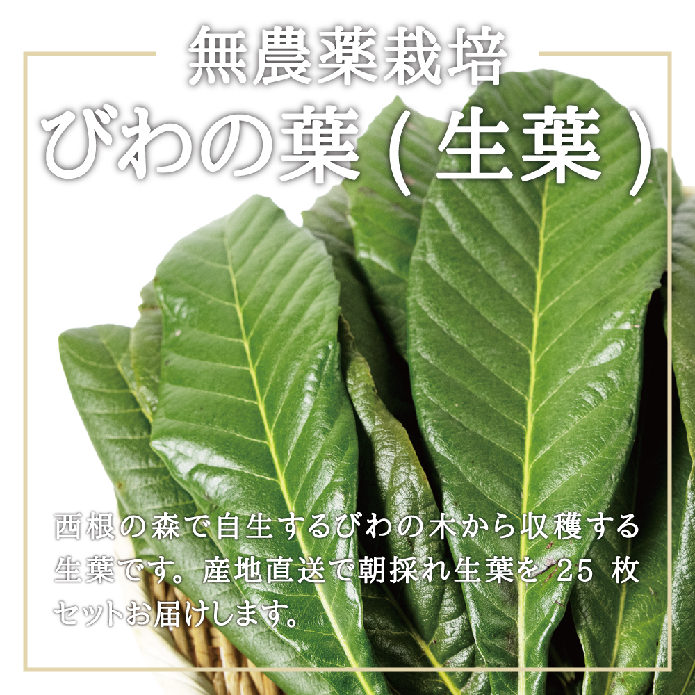 [ domestic production production direct ] west root. forest loquat. leaf 25 sheets | set cat pohs delivery l... leaf biwa. leaf loquat biwa.. direct delivery from producing area Miyagi prefecture production 