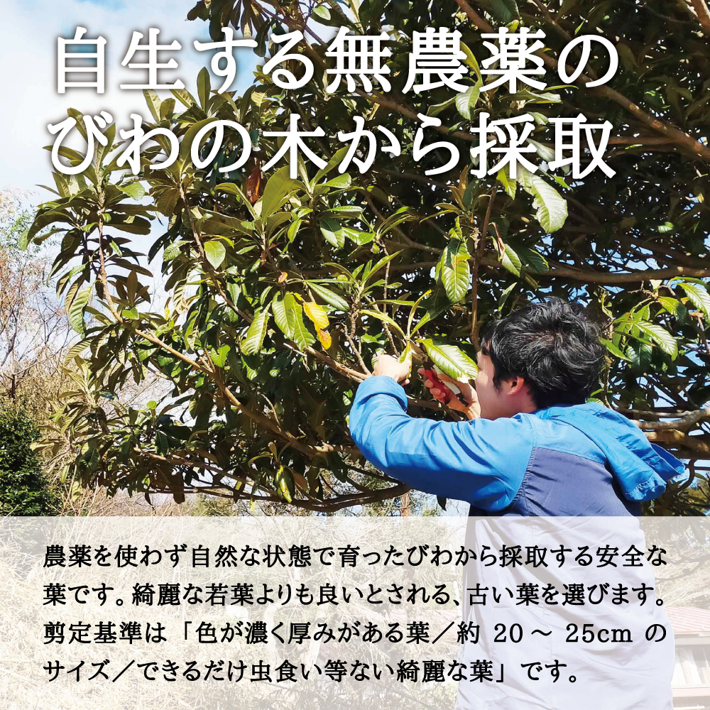 [ domestic production production direct ] west root. forest loquat. leaf 25 sheets | set cat pohs delivery l... leaf biwa. leaf loquat biwa.. direct delivery from producing area Miyagi prefecture production 