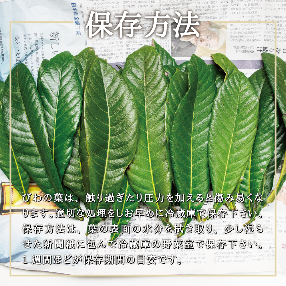 [ domestic production production direct ] west root. forest loquat. leaf 25 sheets | set cat pohs delivery l... leaf biwa. leaf loquat biwa.. direct delivery from producing area Miyagi prefecture production 