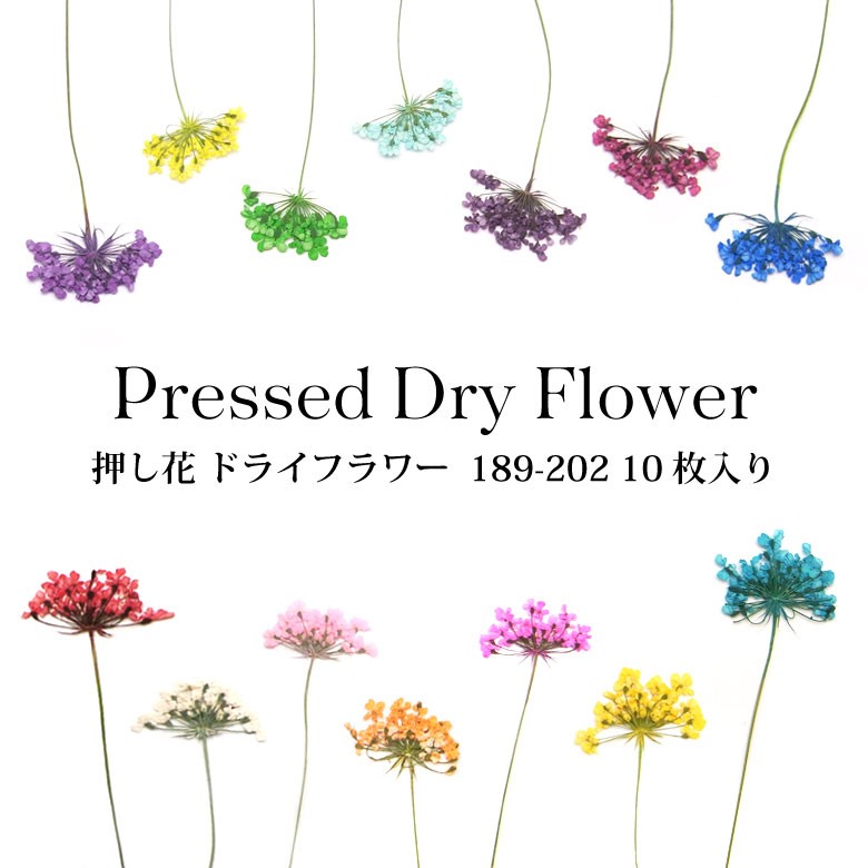  pressed flower dry flower 189-202 all sorts 10 sheets entering 