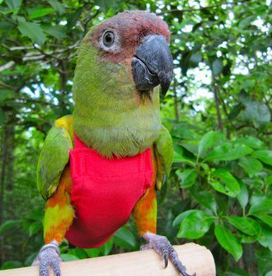 AVIAN FASHIONS flight suit all sorts parakeet * parrot. clothes |. bird hour. . measures,. walk .