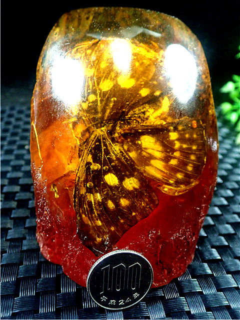  handicraft * high class ( amber ) amber ( butterfly entering ) raw ore 168R3-48R24D