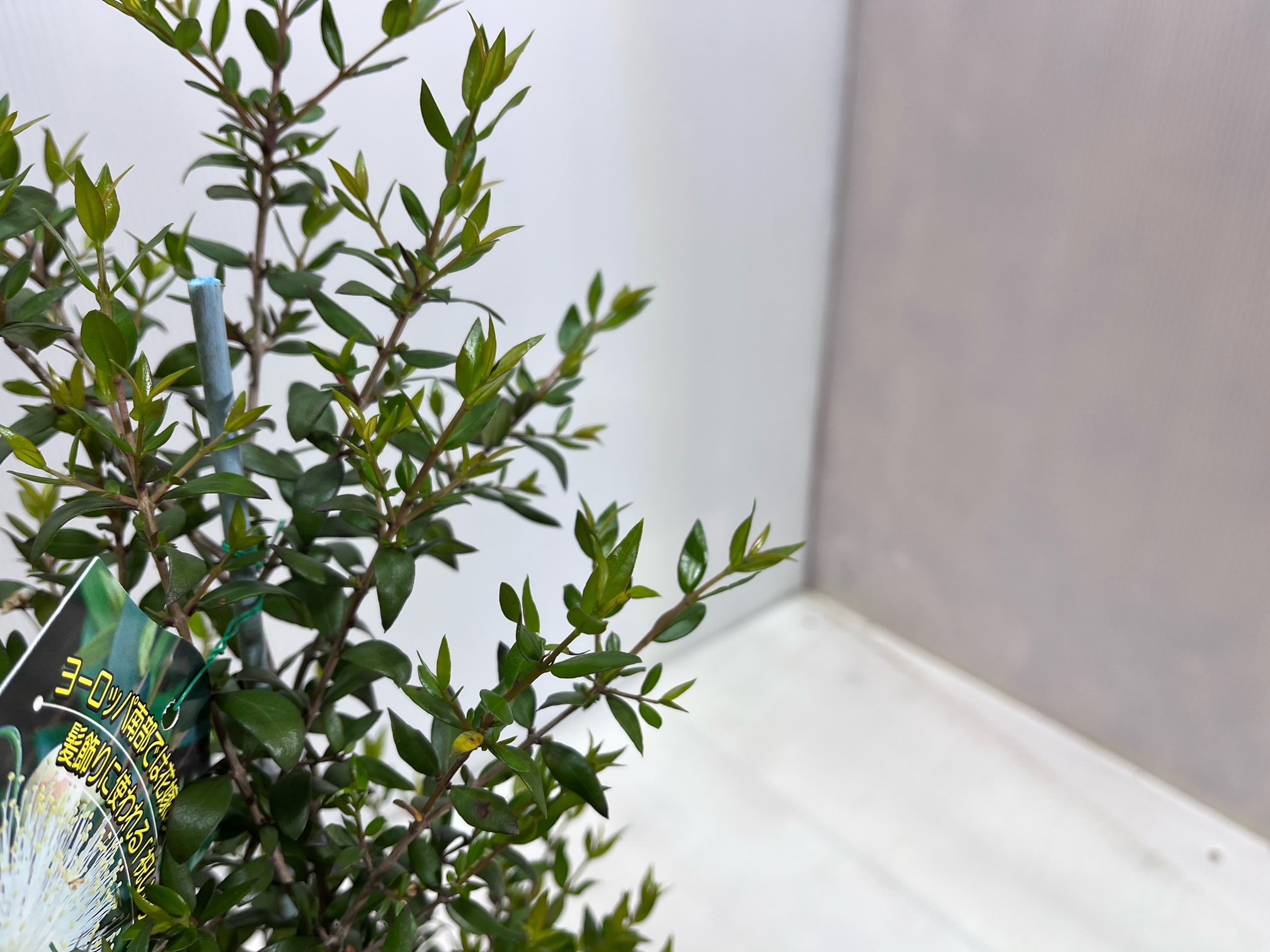  серебристый ba кальмар [ бесплатная доставка ] серебряный слива цветок 13.5cm pot рассада высота 0.4m ширина 0.2m вечнозеленое дерево сырой . японский стиль природа способ растение садовое дерево саженец 