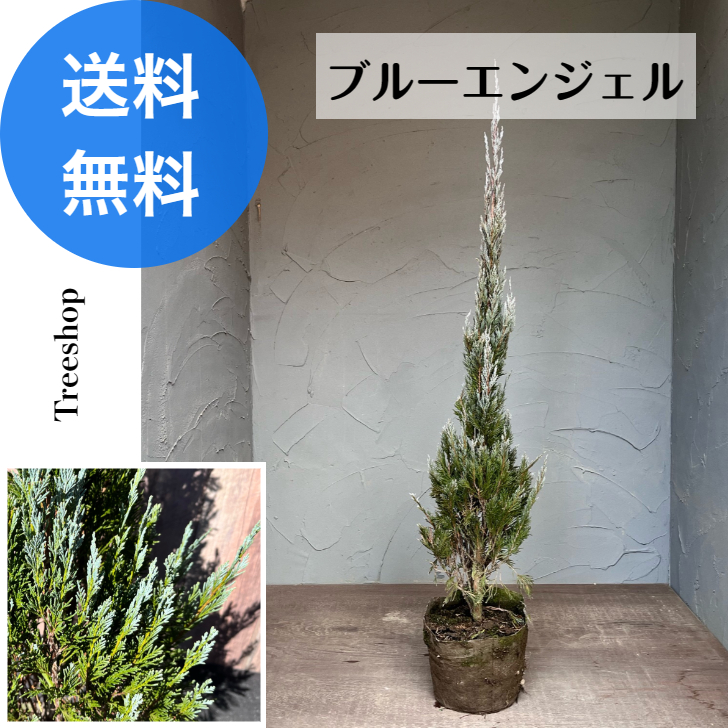  хвойное дерево blue angel [ бесплатная доставка ]18cm задний рассада высота 1.0m ширина 0.2m tree сырой . глаз .. садовое дерево растение модный в европейком стиле 