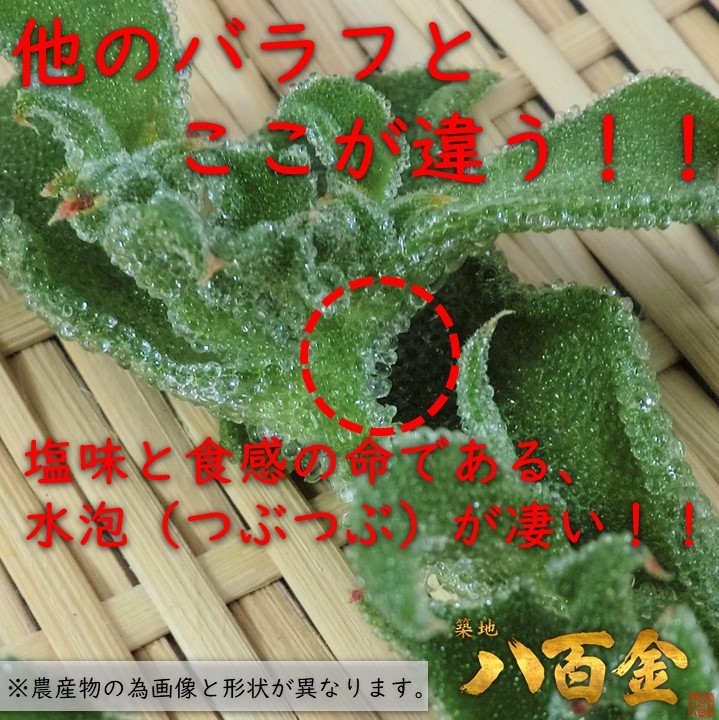 ba черновой * лёд план to Saga префектура производство Hokkaido производство салат оптимальный хруст новый еда чувство здоровье 