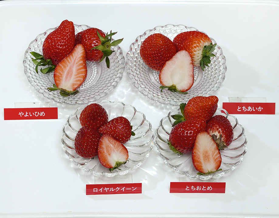  strawberry eyes profit .. three tree san carefuly selected! [ incidental 4 kind meal . comparing ] approximately 1kg ( each 1 pack ) * refrigeration free shipping 