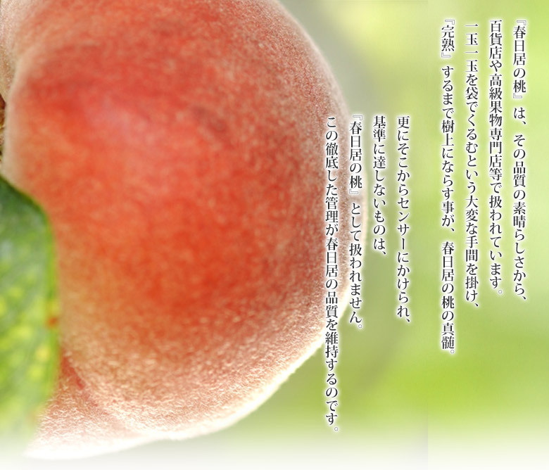  Yamanashi prefecture production spring day .. peach { Special preeminence goods } middle sphere 3 sphere ×2 box approximately 1.5kg vanity case * normal temperature free shipping 