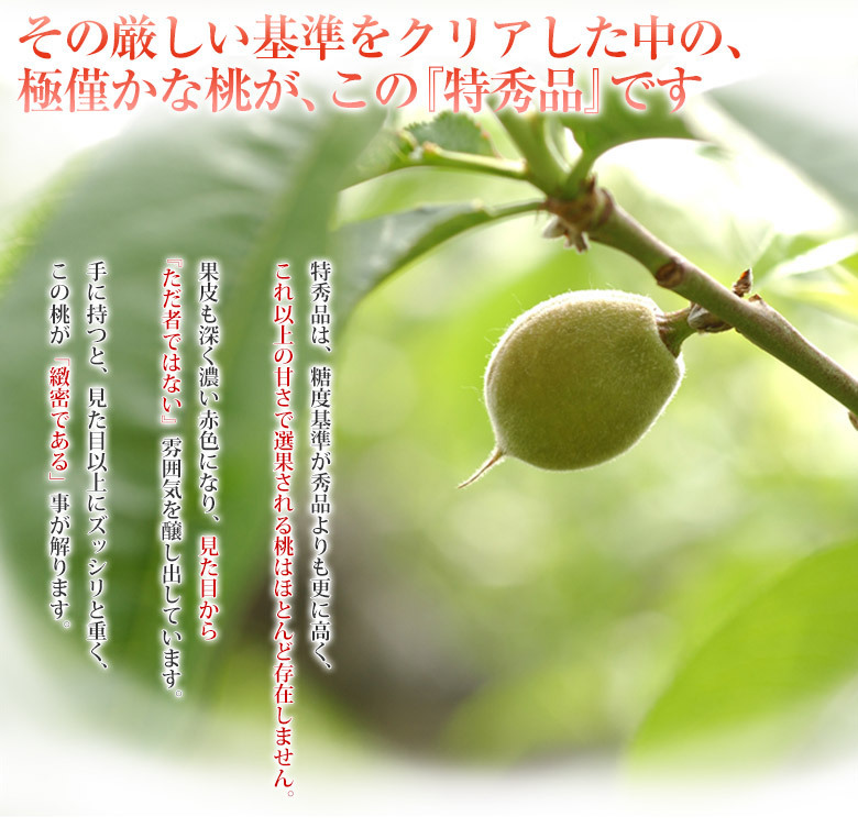  Yamanashi prefecture production spring day .. peach { Special preeminence goods } middle sphere 3 sphere ×2 box approximately 1.5kg vanity case * normal temperature free shipping 
