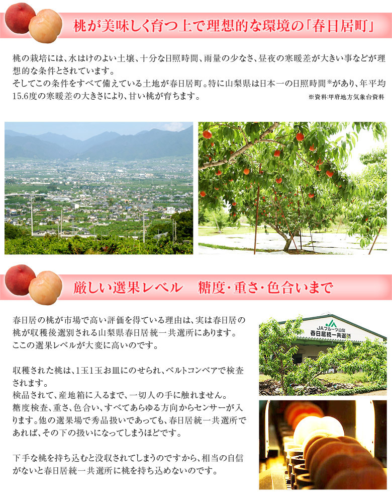  Yamanashi prefecture production spring day .. peach { Special preeminence goods } middle sphere 3 sphere ×2 box approximately 1.5kg vanity case * normal temperature free shipping 