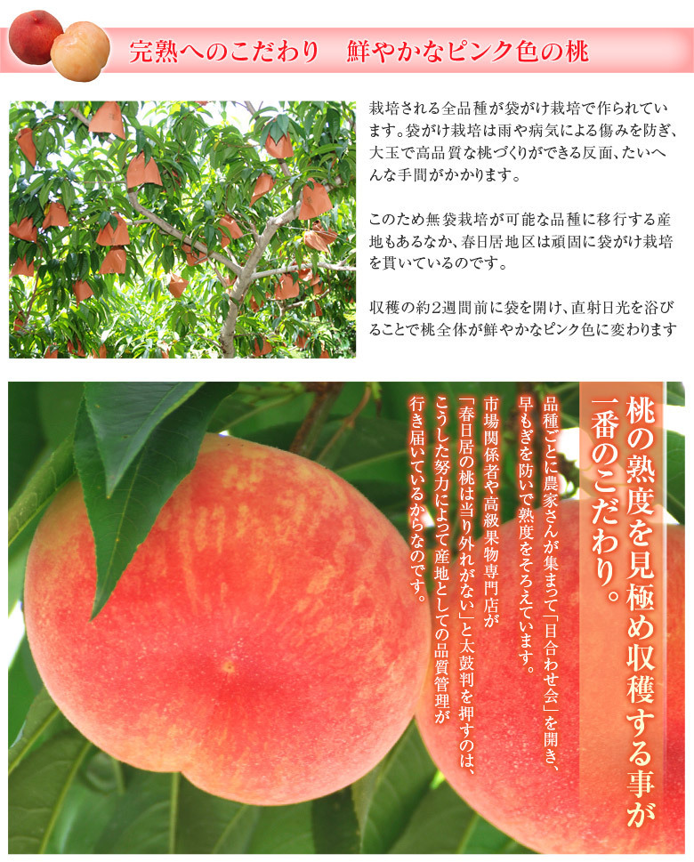  Yamanashi prefecture production spring day .. peach { Special preeminence goods } middle sphere 3 sphere ×2 box approximately 1.5kg vanity case * normal temperature free shipping 