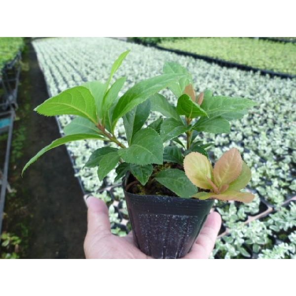 やぶこうじ 送料込み 苗 生け垣 植木 ヤブコウジ 45ポットセット 9cmポット 庭木 庭木 藪柑子 苗木 藪柑子