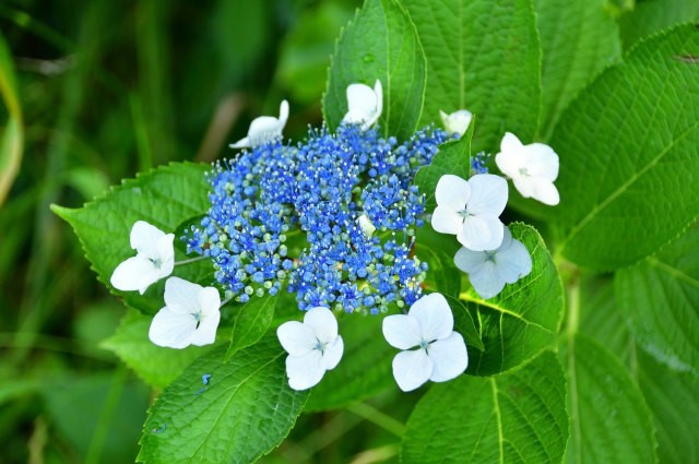 送料無料新品 ガクアジサイ 5本セット 樹高0 3m前後 15cmポット 額紫陽花 がくあじさい 額あじさい 苗木 植木 苗 庭木 生け垣 送料込み Aynaelda Com