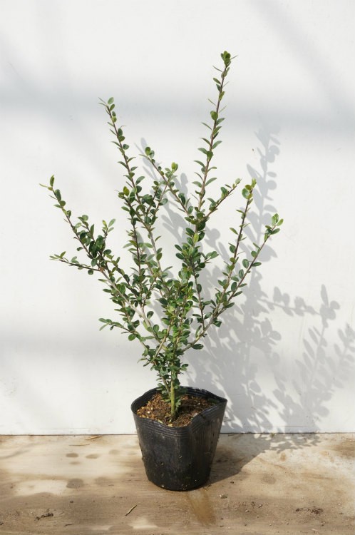  dog tsuge height of tree 0.5m rom and rear (before and after) 15cm pot (15 pcs set )( free shipping ) seedling plant sapling 