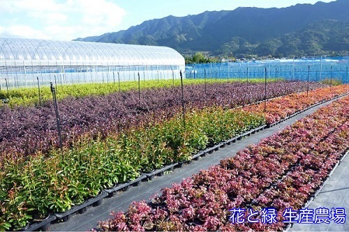  car ga/ 10.5cm pot ( single goods ) seedling plant sapling garden ground cover 