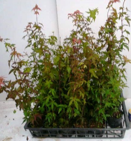 iro is momiji height of tree 0.5m rom and rear (before and after) 10.5cm pot (160 pcs set )( free shipping ) seedling plant sapling garden 