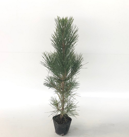  black matsu height of tree 0.5m rom and rear (before and after) 10.5cm pot (160 pcs set )( free shipping ) seedling plant sapling 