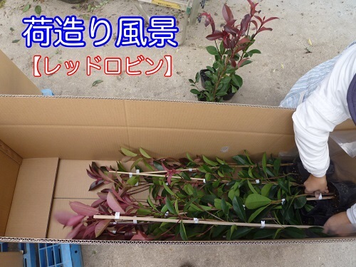 ta trout dare/ 9cm pot (140 pcs set )( free shipping ) seedling plant sapling ground cover 