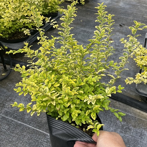 plipe Toremo n and lime height of tree 0.3m rom and rear (before and after) 15cm pot (10 pcs set )( free shipping ) seedling plant sapling garden ground cover 