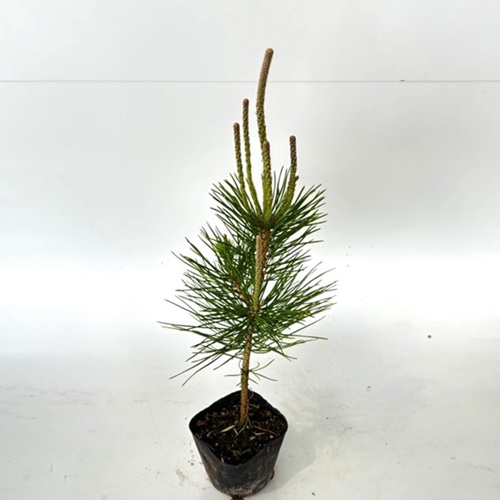 black matsu height of tree 0.3m rom and rear (before and after) 10.5cm pot (150 pcs set )( free shipping ) seedling plant sapling garden 