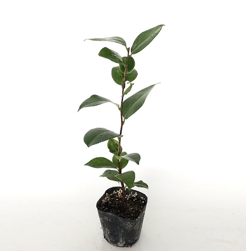 yab camellia height of tree 0.3m rom and rear (before and after) 10.5cm pot (200 pcs set )( free shipping ) seedling plant sapling 