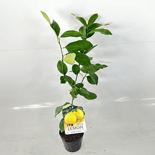 lemon toge none ma year height of tree 0.5m rom and rear (before and after) 15cm pot (40 pcs set )( free shipping ) easy . veranda also plant sapling 