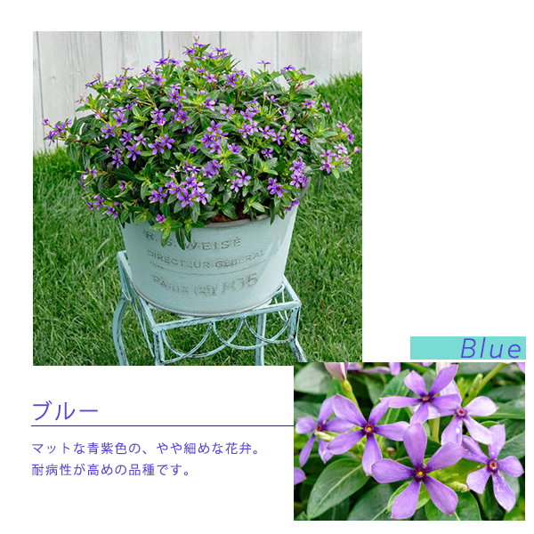 fea lease ta- catharanthus roseus 3 number pot seedling all 8 color 1 pot Suntory flower zSUNTORY FLOWERS