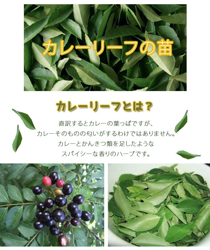  curry leaf 3 number pot seedling single goods 1 pot curry. tree naan you The nshou oo bagekitsuka Lee pa Takara clothespin . tea Asian herb 
