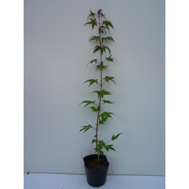 iro is momiji height of tree 0.5m rom and rear (before and after) 10.5cm pot (180 pcs set )( free shipping ) seedling plant sapling garden 