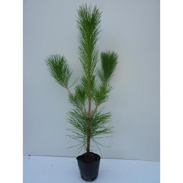  black matsu height of tree 0.5m rom and rear (before and after) 10.5cm pot (160 pcs set )( free shipping ) seedling plant sapling garden 