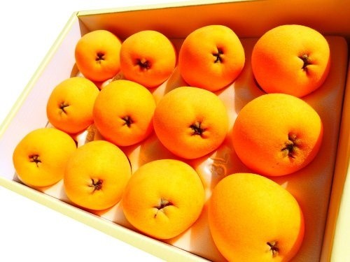  Imperial Family . on [.. loquat ] house cultivation 2L size 12 sphere vanity case entering [ Mother's Day gift ][ Mother's Day card ][ Honshu free shipping ]