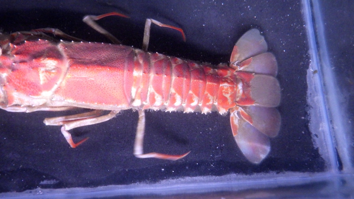 ( spiny lobster .) box shrimp Linuparus trigonus (10~15cm) 1 pcs 