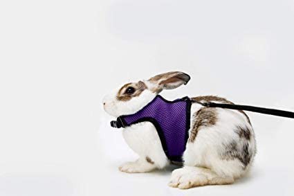 KAYTEE ( Katie -) мелкие животные для комфорт Harness стрейч Lead имеется мышь morumoto хорек и т.п. (M ( шея вокруг 18-23