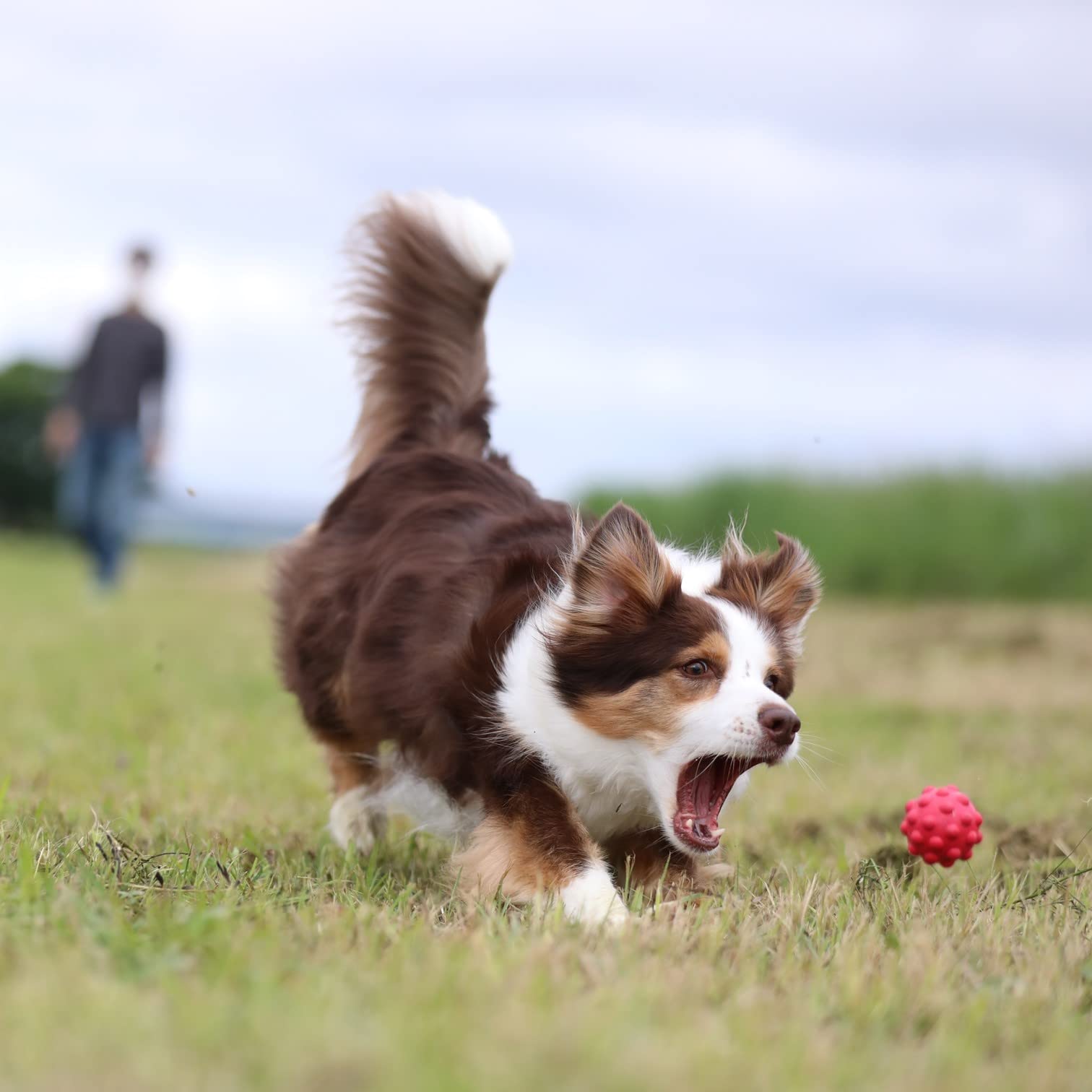 PLATZ PET SUPPLIES &amp; FUN собака для игрушка атомный мяч L размер красный 