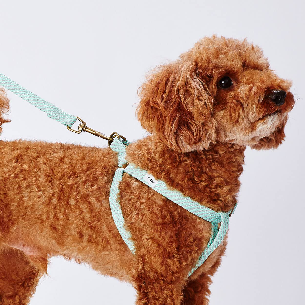 petio(Petio) dog for discount cord flash soft Lead S blue 
