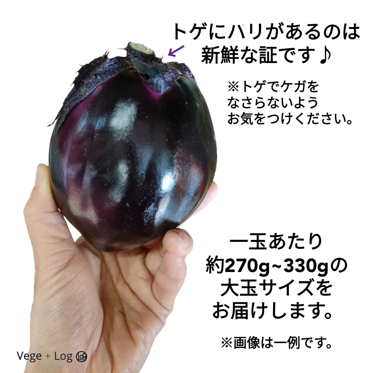  Osaka (metropolitan area) production * Nara prefecture production circle nas Special ~A goods 1 box approximately 2.5~3kg 9~11 sphere rom and rear (before and after) go in vegetable gift .. quality .. eggplant circle .. fresh vegetable Honshu free shipping 