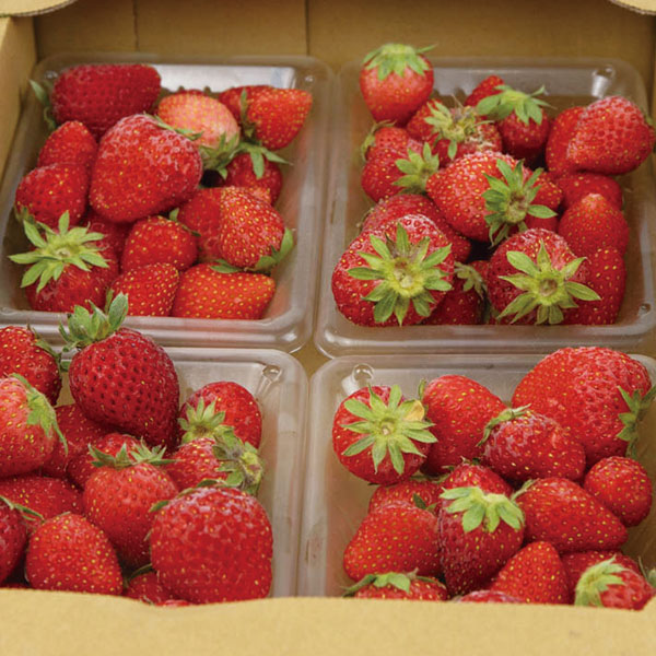  freezing strawberry Ehime prefecture production . strawberry . hutch. ..... smoothie . sauce jam making . freezing approximately 1kg(900g~1kg) don't fit mixing 