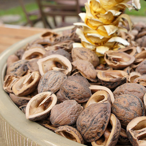  walnut. .3kg approximately 9 liter free shipping Japan domestic production ... from multi ng material bark chips gardening gardening material planter .. prevention yellow gold insect measures nature .. support 