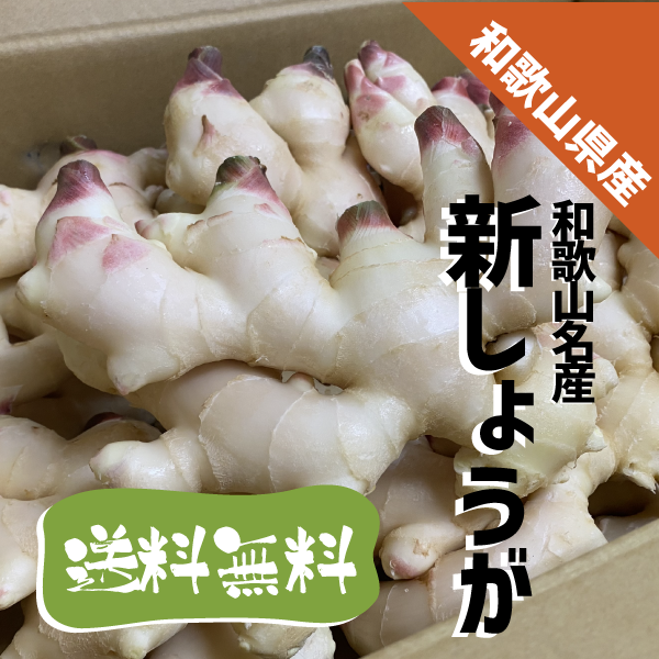  Wakayama prefecture production new ginger 2kg preeminence goods L size Wakayama Special production . vinegar raw . tsukemono pickles ginger rebirth . free shipping 