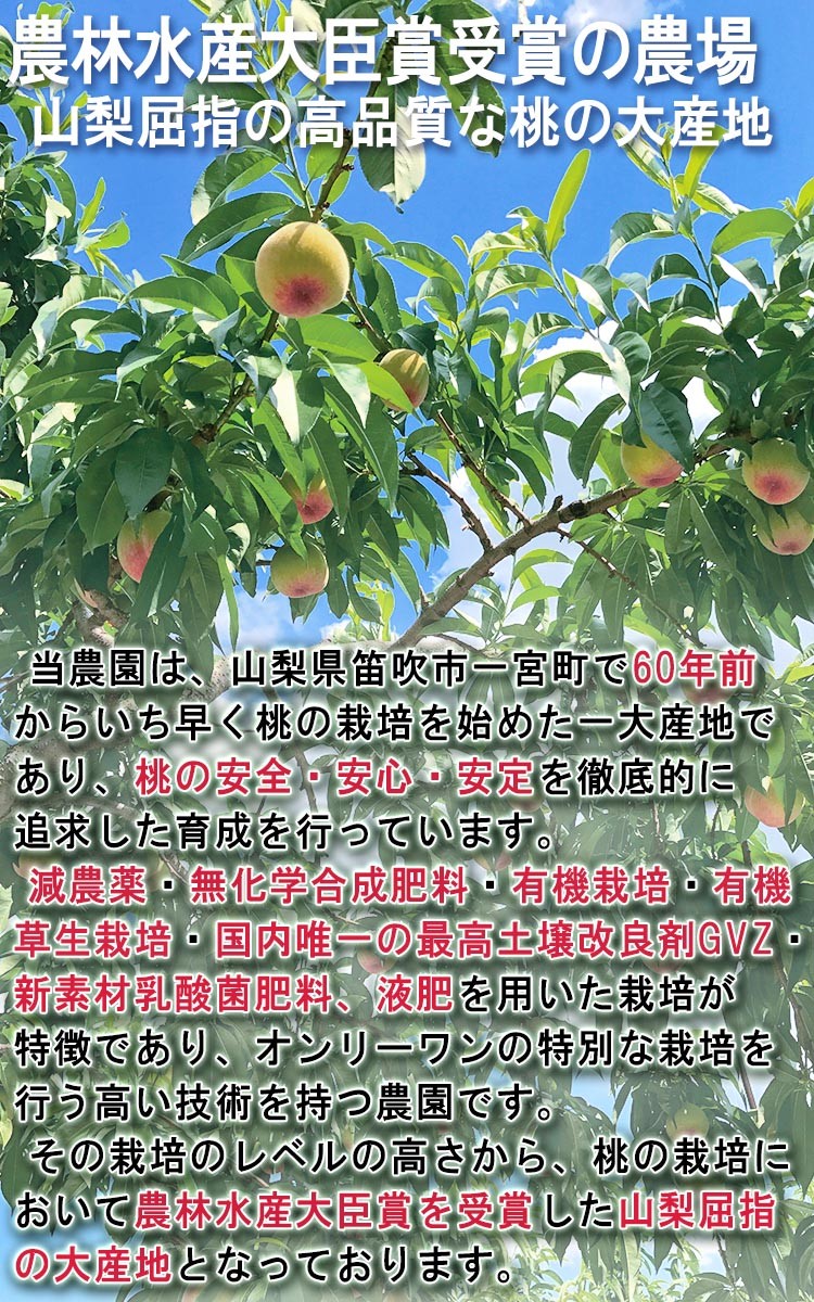  direct delivery from producing area peach premium pi-chi2kg 6~9 sphere Yamanashi prefecture production Bon Festival gift gift white peach white ... goods highest peak special selection standard agriculture . water production large .. winning. agriculture .! have machine cultivation ...... Momo 