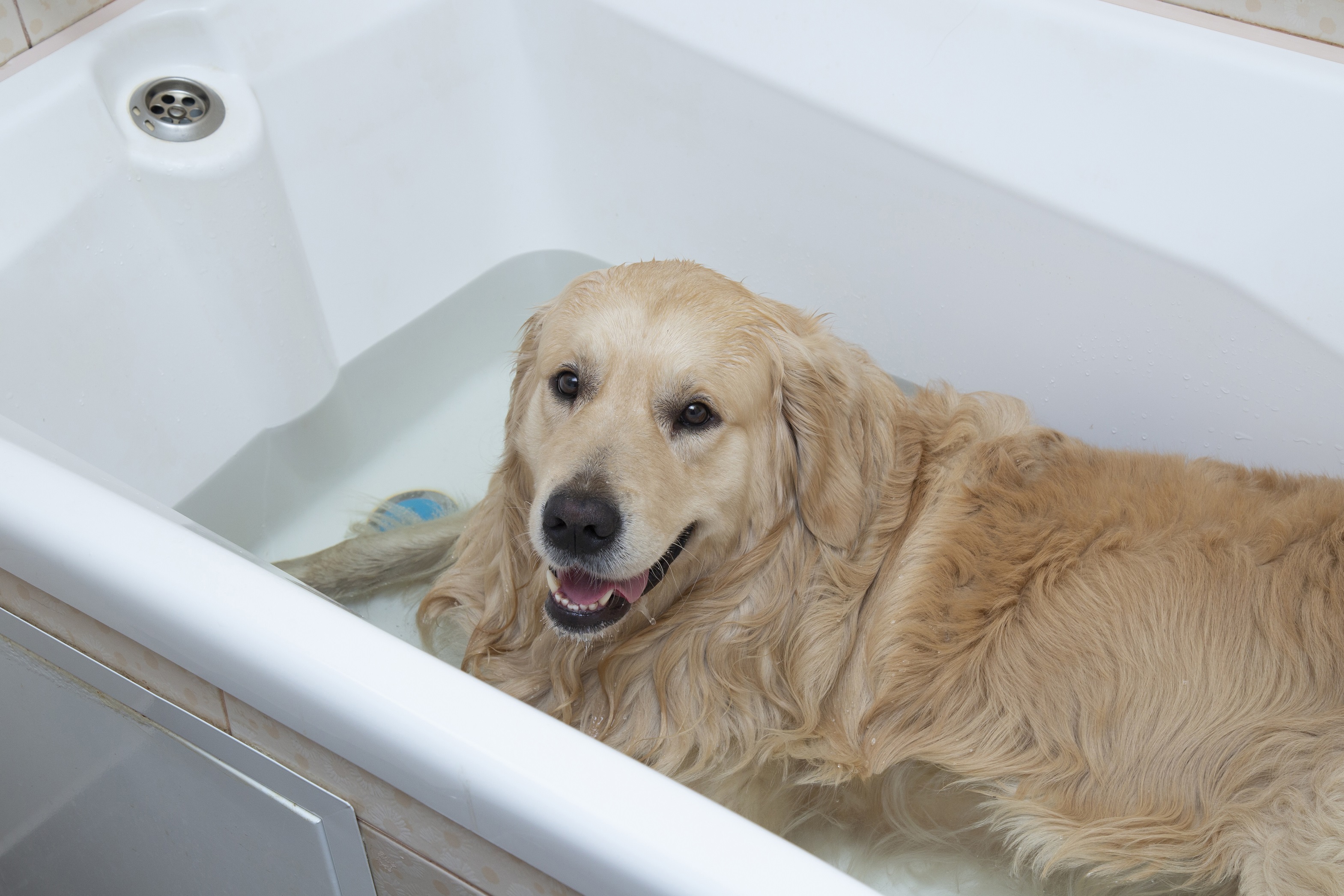  товары для домашних животных собака сопутствующие товары [ozo* Energie ] устранение бактерий дезодорация домашнее животное уход за кожей водопроводная вода . электролиз [ озон вода ].1~15L. большой вода количество до сырой .