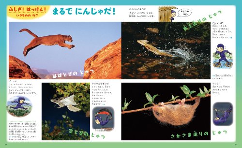 fu... иллюстрированная книга ( Shogakukan Inc.. ребенок иллюстрированная книга pre NEO)